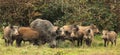 Wild boar family Royalty Free Stock Photo