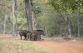 Wild Boar Family crossing the forest path Royalty Free Stock Photo