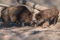wild boar family in a deciduous forest in spring Royalty Free Stock Photo