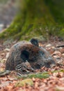 wild boar family in a deciduous forest in spring Royalty Free Stock Photo