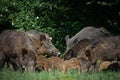 Wild boar family in forest Royalty Free Stock Photo