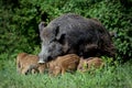 Wild boar family in forest Royalty Free Stock Photo