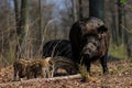 Wild boar family in the forest, spring Royalty Free Stock Photo