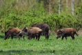 A wild boar family on green glade