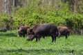 A wild boar family on green glade Royalty Free Stock Photo