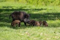 A wild boar family on green glade Royalty Free Stock Photo