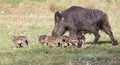 Wild boar family Royalty Free Stock Photo