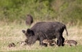 Wild boar family Royalty Free Stock Photo