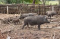 Wild boar family on rural Royalty Free Stock Photo