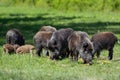 Wild boar family - sow and piglets rooting for food