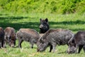 Wild boar family - sow and piglets rooting for food