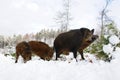 Wild boar family in winter Royalty Free Stock Photo