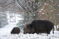 Wild boar family in the winter forest Royalty Free Stock Photo