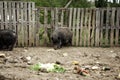 Wild boar farm Royalty Free Stock Photo
