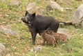 Wild boar feeding two piglets Royalty Free Stock Photo