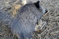 Wild boar female with piglets