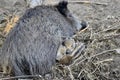 Wild boar female with piglets