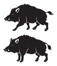 Wild boar