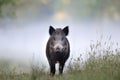 Wild boar in fog Royalty Free Stock Photo