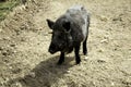 Wild boar forest Royalty Free Stock Photo