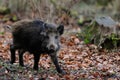 Wild boar in the forest, autumn Royalty Free Stock Photo