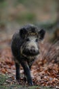 Wild boar in the forest, autumn Royalty Free Stock Photo