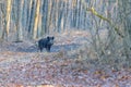 Wild boar on the forest in autumn time Royalty Free Stock Photo