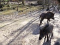 Wild boar in the forest in Bavaria