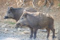 Wild boar in the forest, Cazorla, Jaen, Spain Royalty Free Stock Photo