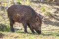 Wild boar in the forest, Cazorla, Jaen, Spain Royalty Free Stock Photo