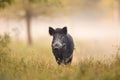 Wild boar in forest in fog Royalty Free Stock Photo