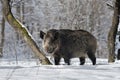 Wild boar in winter Royalty Free Stock Photo