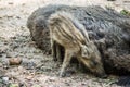 Wild boar with freshlings Royalty Free Stock Photo