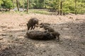 Wild boar with freshlings Royalty Free Stock Photo