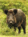 Wild boar in grass Royalty Free Stock Photo