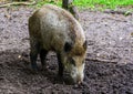 Wild boar grubbing the earth, instinctual pig behavior, common animal specie from Eurasia