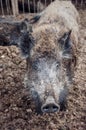 Wild boar head, photographed close-up against a mud background Royalty Free Stock Photo