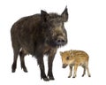 Wild boar and her piglet Royalty Free Stock Photo