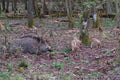 Wild boar and piglets camouflaged in forest Royalty Free Stock Photo