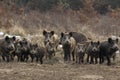 Wild boar herd Royalty Free Stock Photo