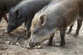 Wild boar herd Royalty Free Stock Photo