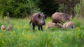 Wild boar herd feeding in nature with dark forest in background.