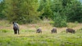 Wild boar herd with sow and three offsprings grazing on meadow in mountains Royalty Free Stock Photo