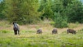 Wild boar herd with sow and three offsprings grazing on meadow in mountains