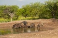 Wild boar herd in a water hole, Chaco Forest, La Pampa province, Royalty Free Stock Photo