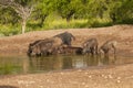 Wild boar herd in a water hole, Chaco Forest, La Pampa province, Royalty Free Stock Photo