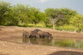 Wild boar herd in a water hole, Chaco Forest, La Pampa province, Royalty Free Stock Photo