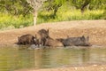 Wild boar herd in a water hole, Chaco Forest, La Pampa province, Royalty Free Stock Photo