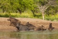 Wild boar herd in a water hole, Chaco Forest, La Pampa province, Royalty Free Stock Photo