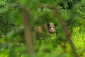 Wild boar hide in bushes Royalty Free Stock Photo